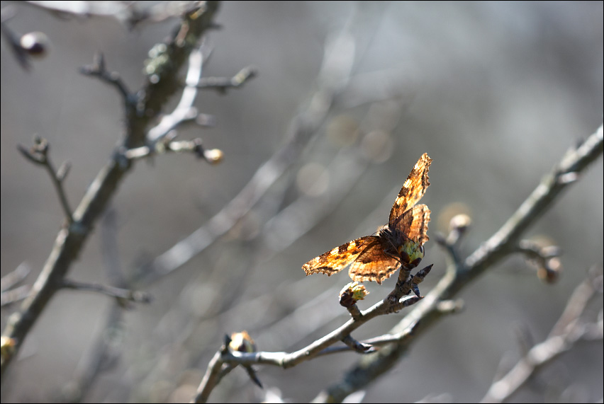 Бабочка летит весной и снег. Высказывания о весне и бабочках.